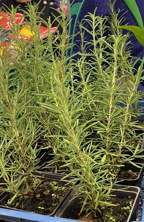 Рассада розмарина