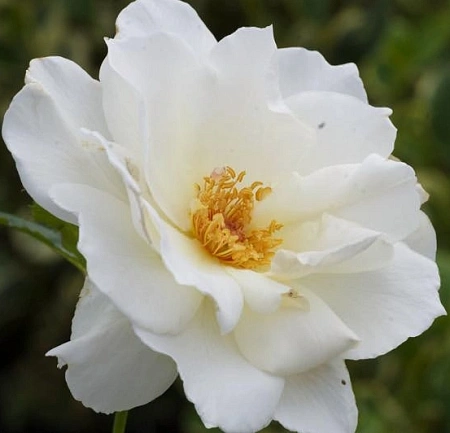 Роза флорибунда Маргарет Мерил (Margaret Merril) Сербия Роза флорибунда Маргарет Мерил (Margaret Merril) Сербия