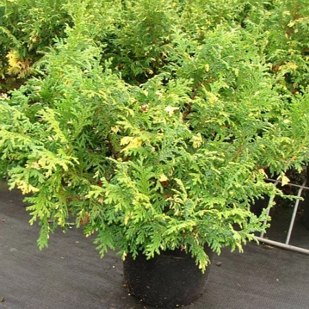 Кипарисовик горохоплодный Ауреовариегата 20-30 см Кипарисовик горохоплодный Ауреовариегата 20-30 см