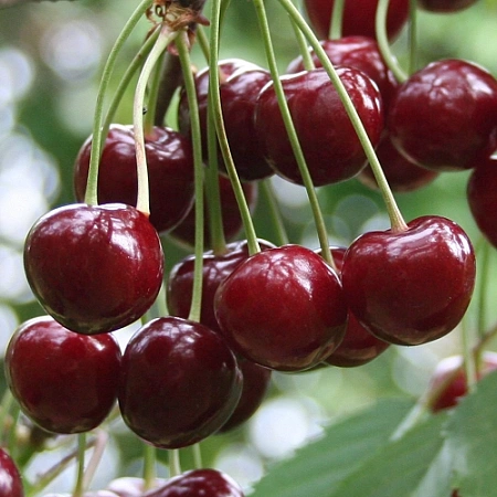 Вишня Уйфехертой Фюртош Вишня Уйфехертой Фюртош