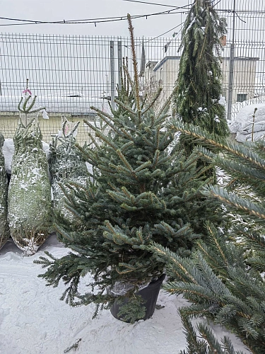 Ель голубая 120-140 см Глаука Польша Ель голубая 120-140 см Глаука Польша