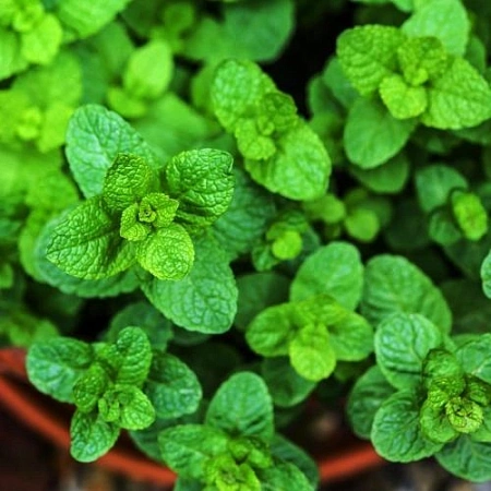 Мята Марокканская С2