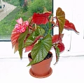 Бегония высокая Бегония высокая