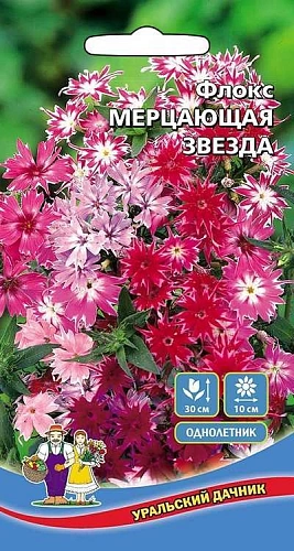 Флокс Мерцающая звезда (УД) Флокс Мерцающая звезда (УД)