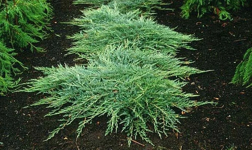 Можжевельник горизонтальный Джейд Ривер 30-40 см Можжевельник горизонтальный Джейд Ривер 30-40 см