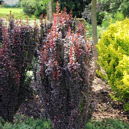 Барбарис Helmond Pillar тунберга 40-60 см