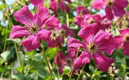 Клематис Кармэнсита Клематис Кармэнсита