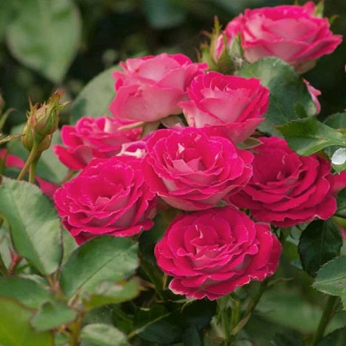 Роза флорибунда Хайматмелоди (Heimatmelodie) Сербия Роза флорибунда Хайматмелоди (Heimatmelodie) Сербия