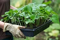 Кассета для рассады 200 ячеек Кассета для рассады 200 ячеек