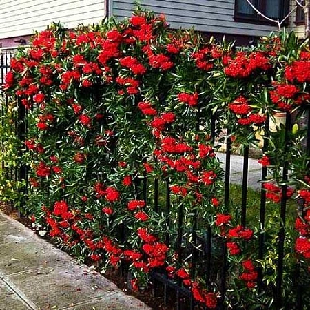 Пираканта Red column 85-95 см