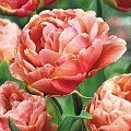 Тюльпан Copper Image Тюльпан Copper Image
