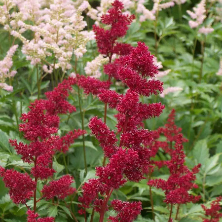 Астильба Бургунди Ред (Burgundy Red) C3