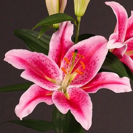 Лилия Oriental Pink