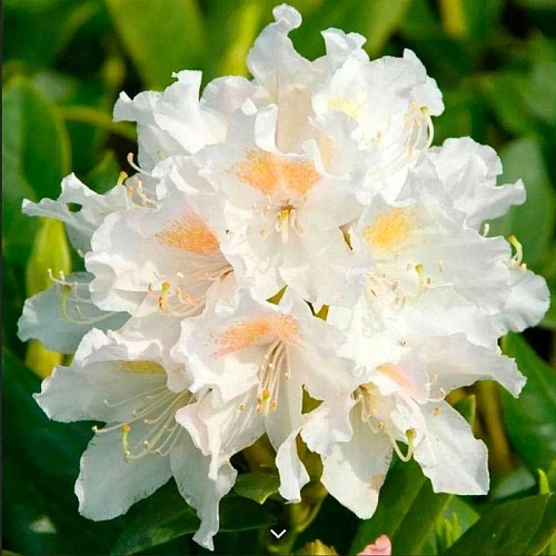 Рододендрон Cunningham's White 40-60 см Рододендрон Cunningham's White 40-60 см