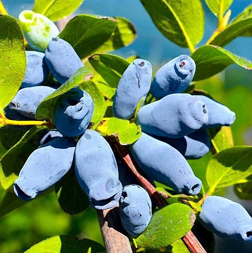 Жимолость съедобная Северный зверь Жимолость съедобная Северный зверь