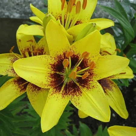 Лилия Yellow Pixels (уп. 2 шт)