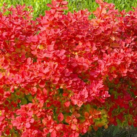 Барбарис Неон (Neon) тунберга C3