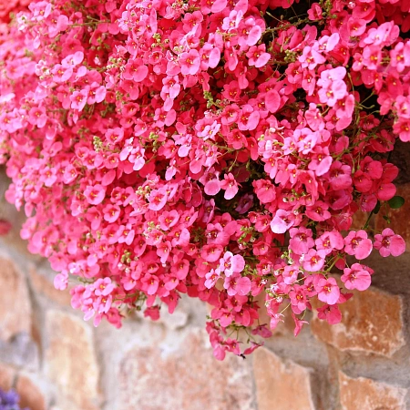 Диасция Диасция