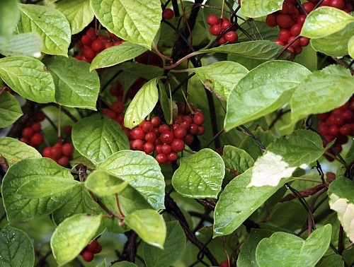 Лимонник китайский Дебют Лимонник китайский Дебют