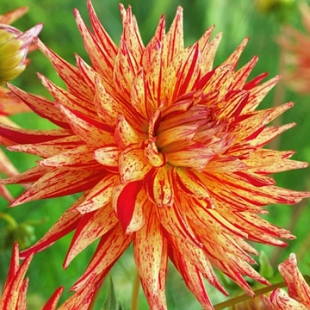 Георгина Marcanti (1 шт. в уп.)