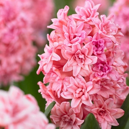 Гиацинт Rosette (2 шт. в уп.)