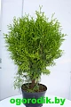 Туя шаровидная Глобоза d.50 см Туя шаровидная Глобоза d.50 см