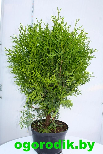 Туя шаровидная Глобоза d.50 см Туя шаровидная Глобоза d.50 см