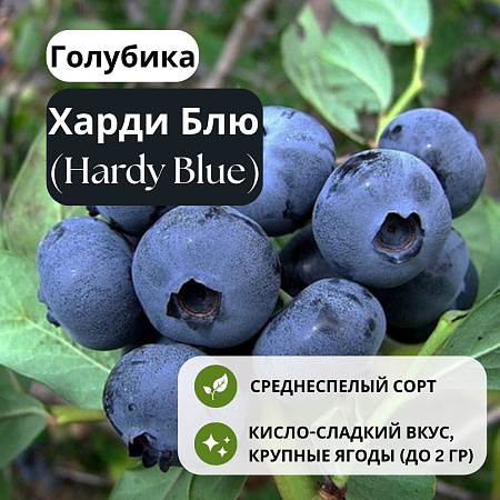 Голубика Харди Блю (Hardy Blue) С1,5