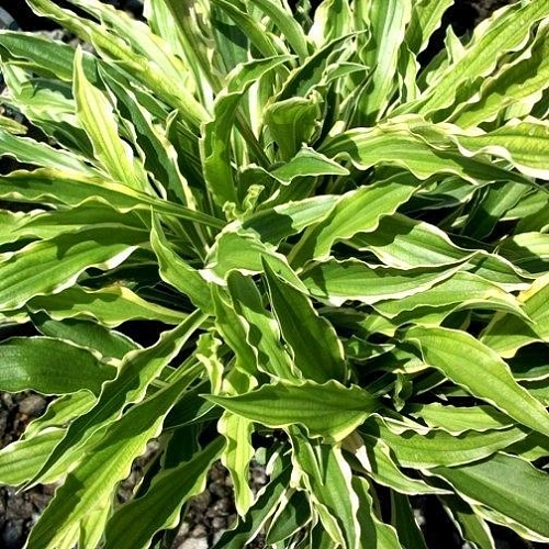 Хоста Stilettio Хоста Stilettio