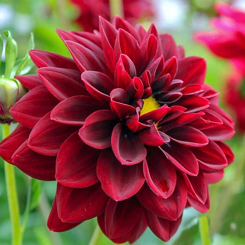 Георгина Arabian Night (уп. 1 шт) Георгина Arabian Night (уп. 1 шт)