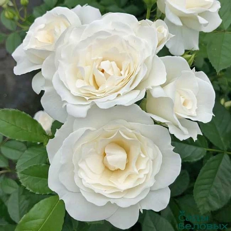 Роза плетистая Айсберг (Iceberg) белая С4
