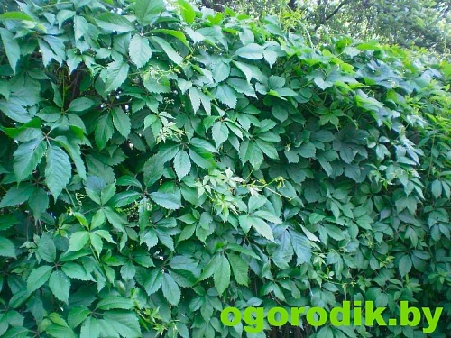 Виноград девичий C2 Виноград девичий C2