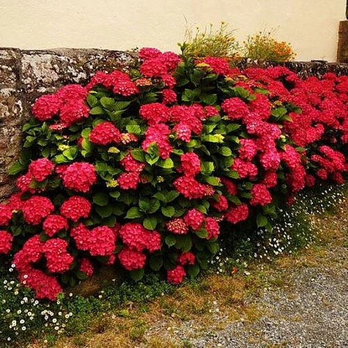 Гортензия крупнолистная Hot Red (Хот Ред) Гортензия крупнолистная Hot Red (Хот Ред)