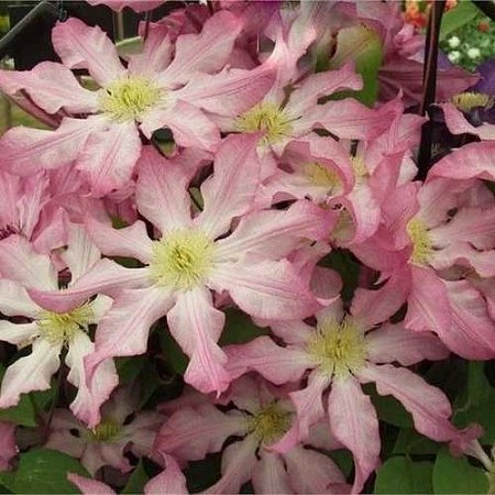 Клематис Фрау Сюзанна Клематис Фрау Сюзанна