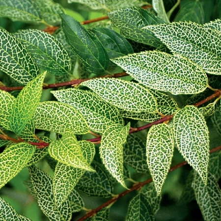 Форзиция Kumson 60-80 см