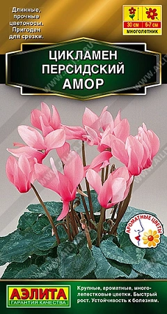 Цикламен персидский Амор, 3 шт Цикламен персидский Амор, 3 шт