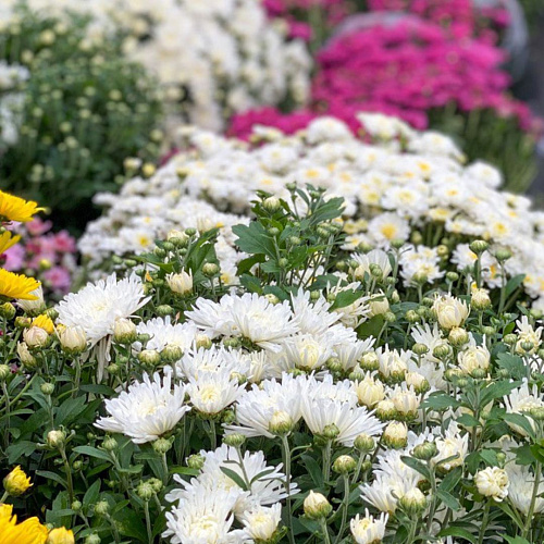 Хризантема в горшке (цвет в ассортименте) Хризантема в горшке (цвет в ассортименте)