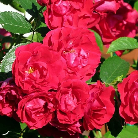 Роза плетистая Фламентанц