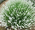 Лаванда Arctic Snow узколистная Лаванда Arctic Snow узколистная