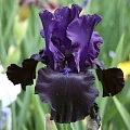 Ирис Germanica Black Dragon (1 шт. в уп.) Ирис Germanica Black Dragon (1 шт. в уп.)