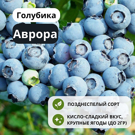 Голубика Аврора С3