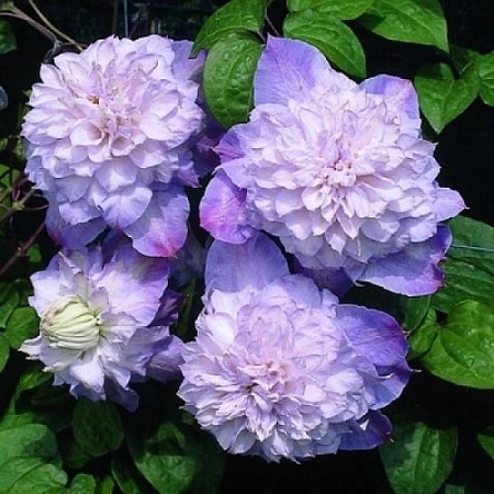 Клематис "Veronica's Choice" (Вероника Чойс) Экстра