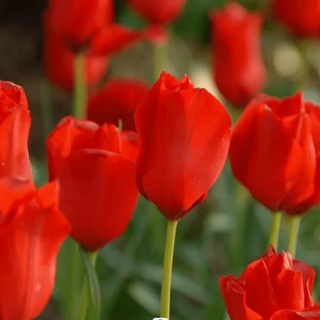 Тюльпан Red Hunter (10 шт. в уп.)