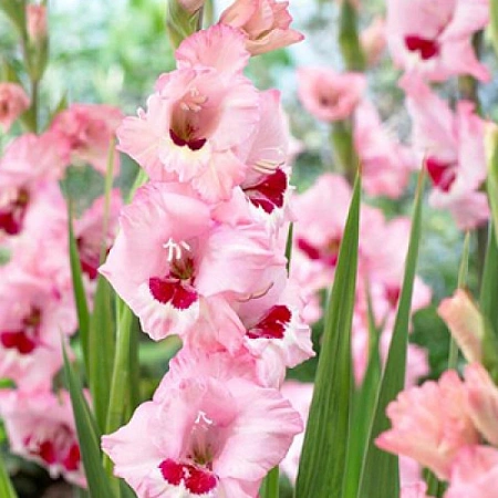 Гладиолус Wine and Roses (5 шт. в уп.)