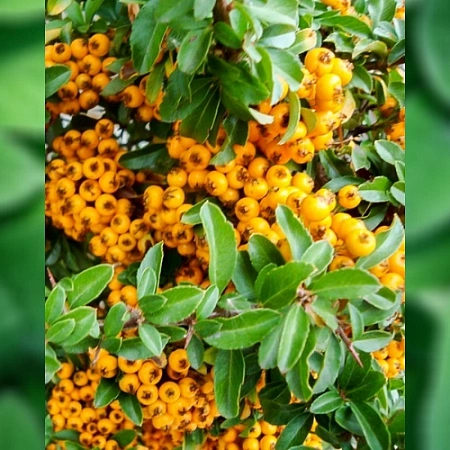 Пираканта Teton 40-50 см