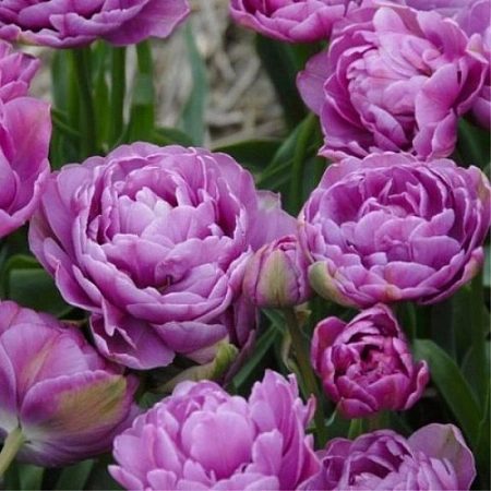 Тюльпан Lilac Perfection (5 шт. в уп.)