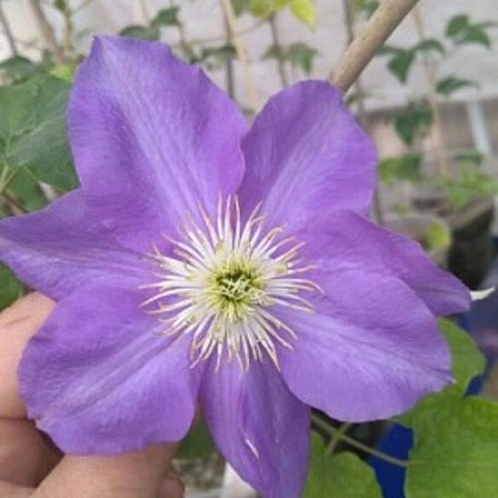 Клематис Миссис Хоуп