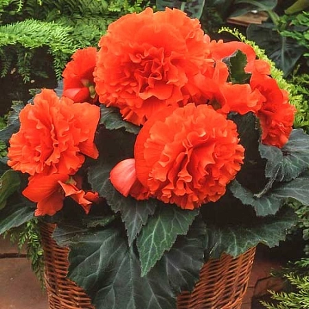 Бегония Fimbriata Orange (уп. 2 шт)