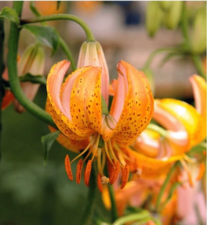 Лилия Terrace City (уп. 1 шт)