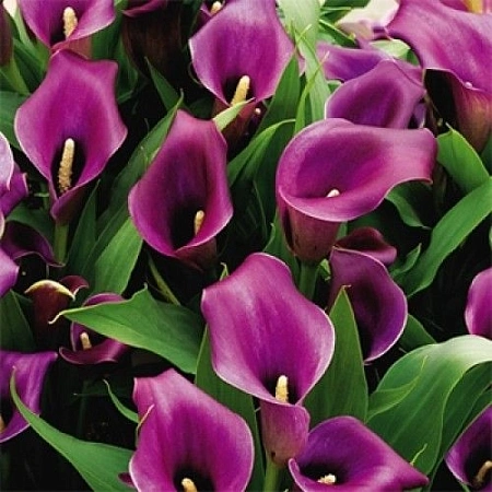 Калла Violet